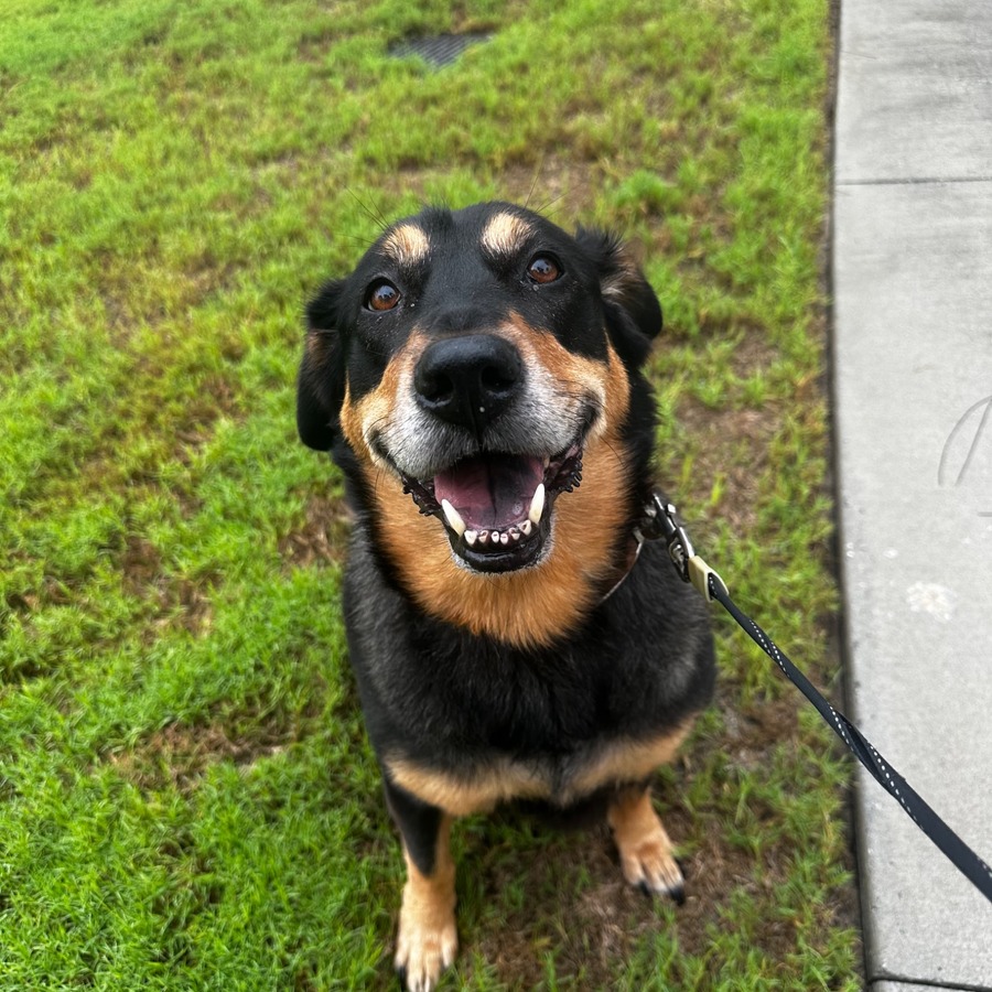 Happy black and tan dog