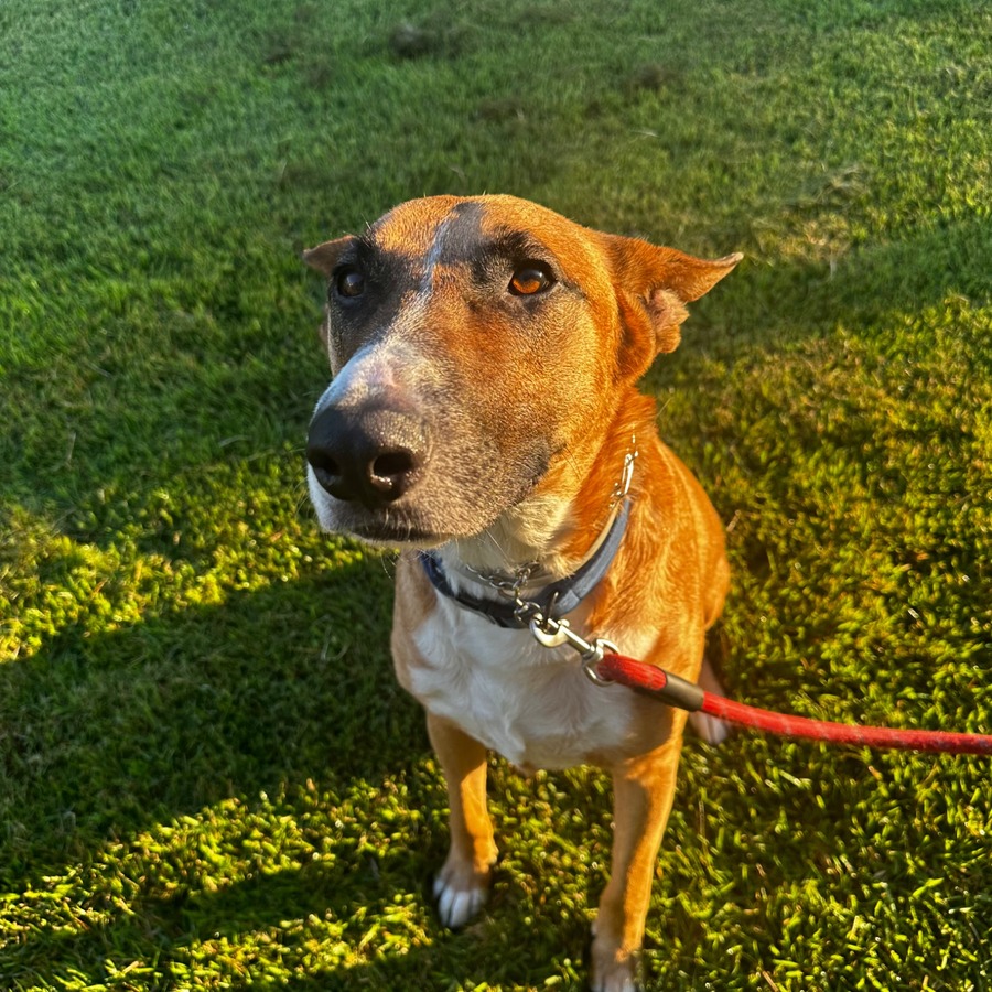 Brown dog in the grass