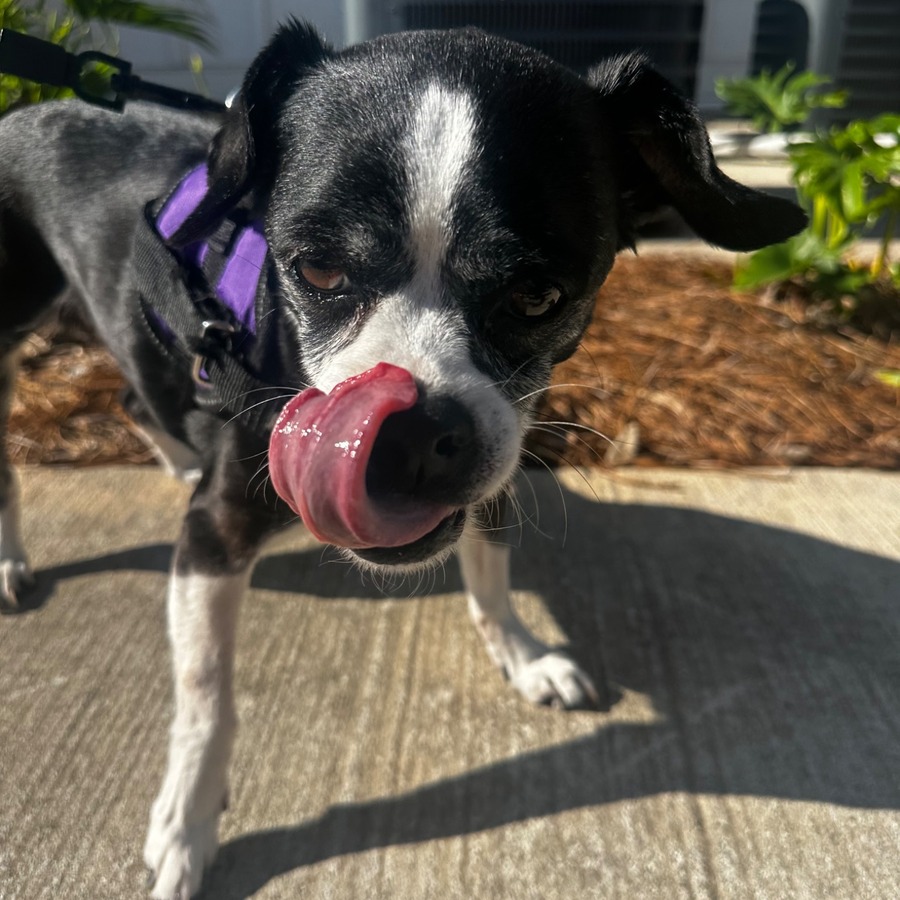 Brown fluffy dog laying down
