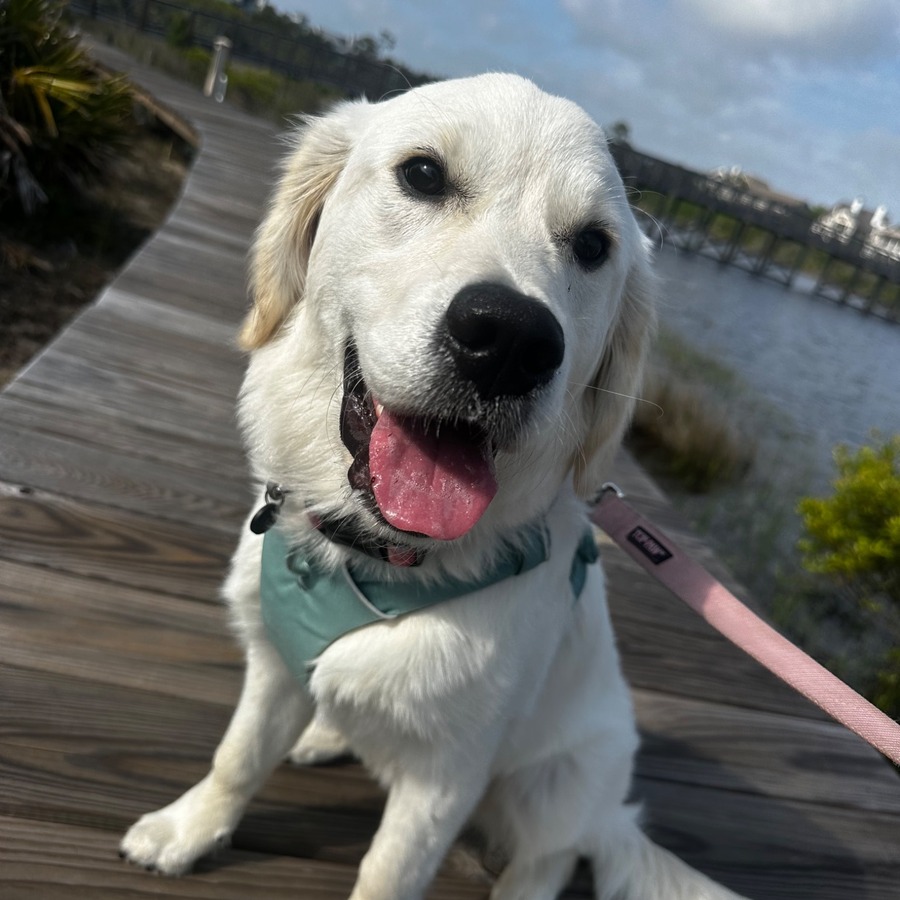 Two blue-eyed cats on stairs